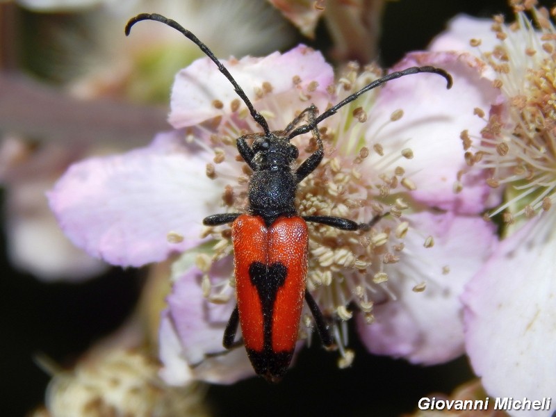 Stictoleptura cordigera ssp. cordigera